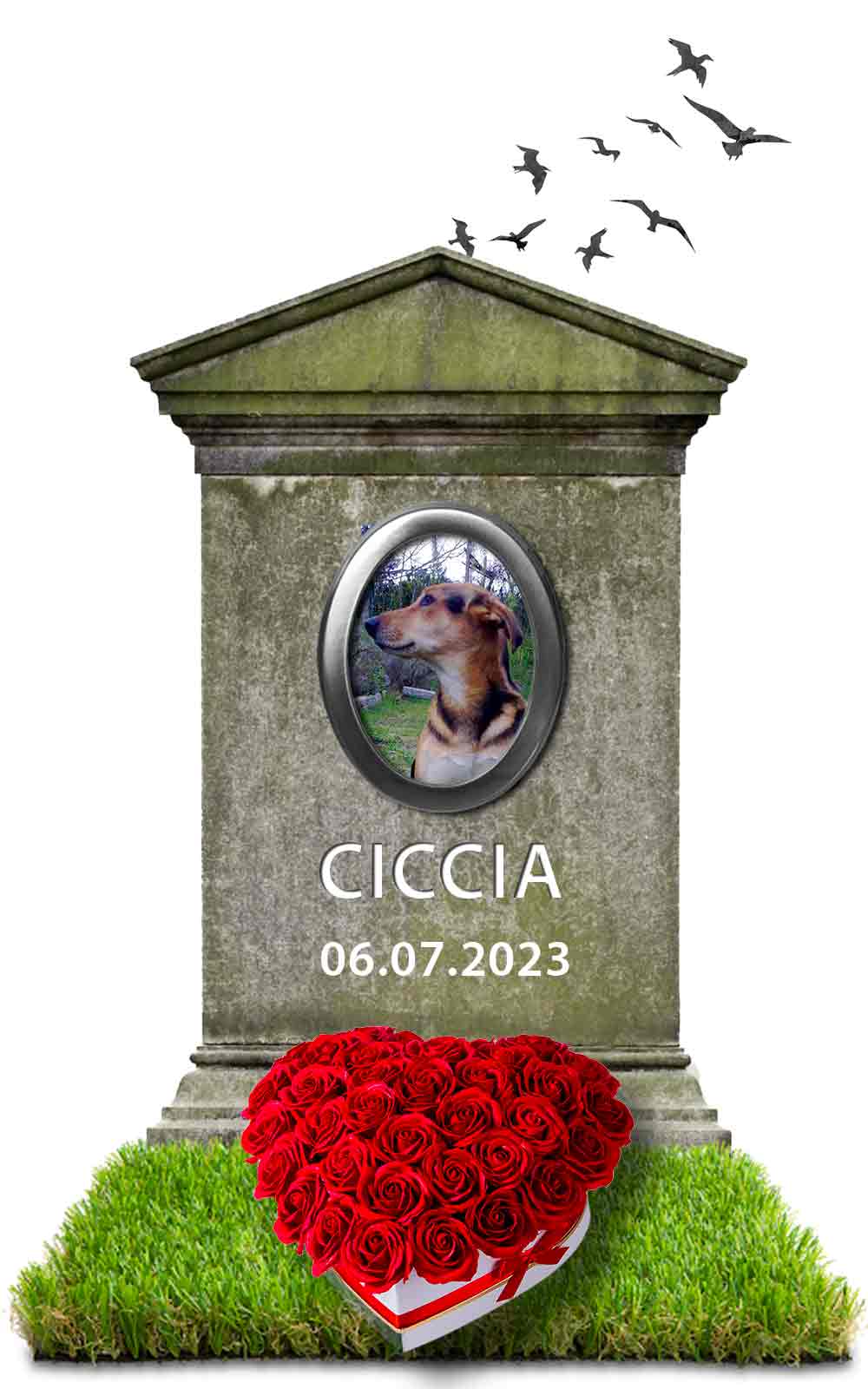 CICCIA 06.07.2023